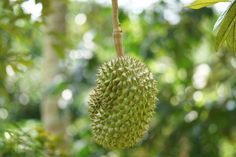 榴莲很荣幸王水果水果种植密友