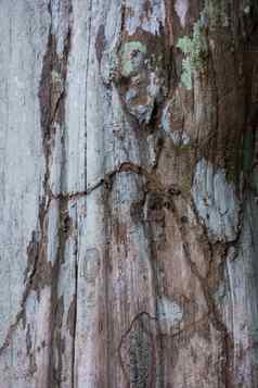 树树皮背景纹理户外热带巴拿马