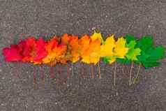 美丽的色彩斑斓的秋天枫木叶子沥青行
