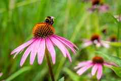 熊蜜蜂充满活力的粉红色的黛西花