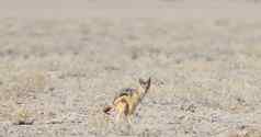 黑色的支持豺犬mesomelas煞风景的喀拉哈里沙漠