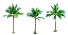 集椰子树孤立的白色背景广告装饰体系结构夏天海滩概念热带棕榈树