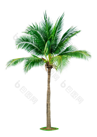 <strong>椰子树</strong>孤立<strong>的</strong>白色背景复制空间广告装饰体系结构<strong>夏天</strong>海滩概念热带棕榈树