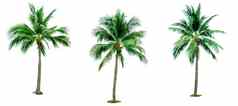 集椰子树孤立的白色背景广告装饰体系结构夏天海滩概念热带棕榈树