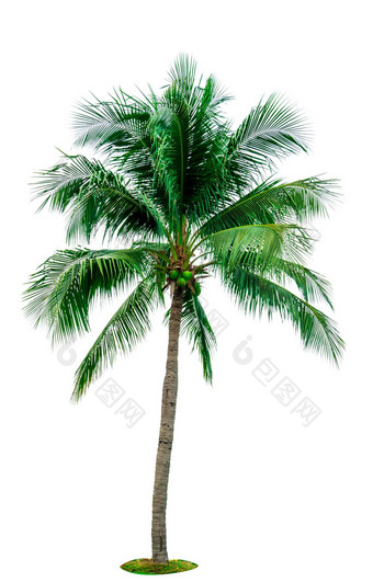 椰子树孤立的白色背景复制空间广告装饰体系结构夏天海滩概念热带棕榈树