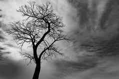 轮廓死树黑暗天空背景可怕的死亡万圣节一天背景绝望的绝望概念