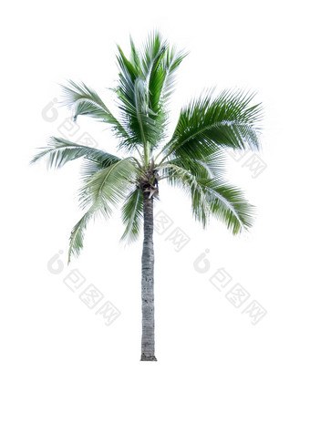 <strong>椰子树</strong>孤立<strong>的</strong>白色背景广告装饰体系结构<strong>夏天</strong>海滩概念