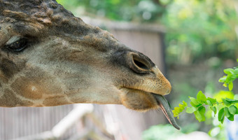 长颈鹿吃叶子