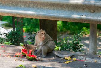 猴子婴儿吃西瓜街妈妈。看敌人食物