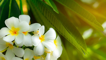 鸡蛋花花plumeria阿尔芭<strong>绿色</strong>叶子模糊背景<strong>白色花</strong>黄色的中心健康水疗中心背景夏天水疗中心概念放松情感