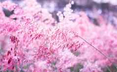 粉红色的花melinis笔散景背景情人节一天