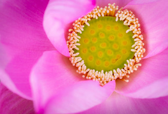 前视图粉红色的莲花花佛教莲花纯度精神上的觉醒诚实水生植物