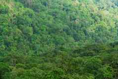美丽的热带森林背景生态系统健康的环境概念