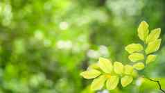 自然绿色叶子模糊散景春天夏天背景生态概念