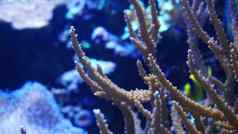 水下世界海海藻珊瑚