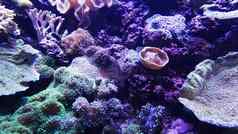 水下世界海海藻珊瑚