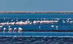 乐观火烈鸟殖民地鲸鱼湾纳米比亚非洲野生动物