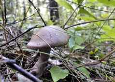 可食用的蘑菇食用香草种植森林叶子