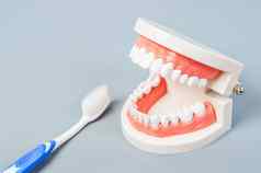 白色牙齿模型toothbursh
