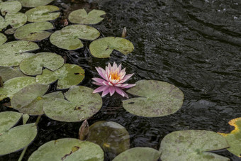 花水