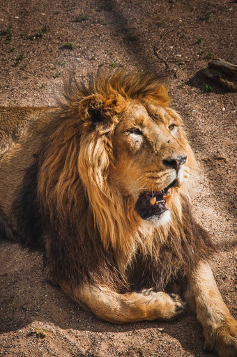 狮子ROI萨瓦内非洲