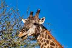 南非洲长颈鹿非洲野生动物Safari