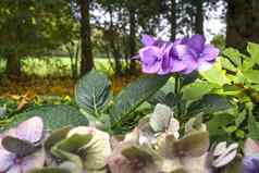 绣球花花紫罗兰色的颜色花园