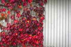 秋天枫木红色的颜色攀爬木墙
