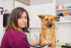 女兽医医生听诊器可爱的狗检查