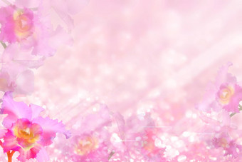 卡特利亚兰花粉红色的灯模糊的白色散景图像