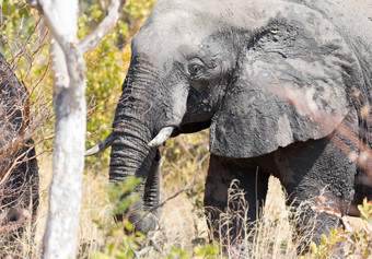 非洲大象学名Loxodonta非洲