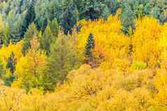 色彩斑斓的秋天树叶绿色松树箭镇