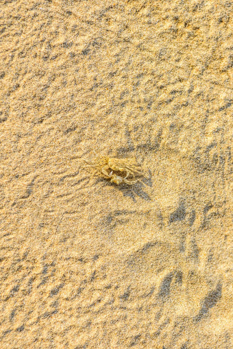 小鬼蟹沙子蟹卵形目Ocypode白色沙子beac