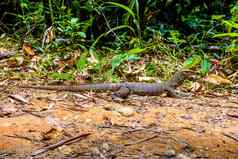 瓦兰蜥蜴KhlongPhanom国家公园易拉罐Phang-nga
