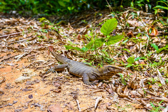 瓦兰蜥蜴KhlongPhanom国家公园易拉罐Phang-nga