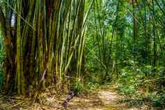 竹子树丛林KhlongPhanom国家公园易拉罐