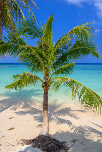 椰子手掌热带哈德姚明海滩KOHPhangan岛