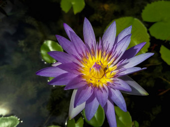 特写镜头紫色的莲花池