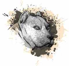 动物集合狗肖像斗牛犬特写镜头白色背景元素喷射滴油漆