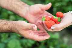 农民手女人手持有一些成熟的草莓农场场背景