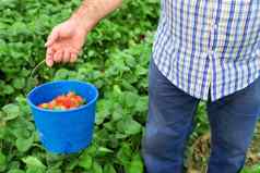 农民持有蓝色的桶草莓场