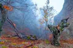 视图障碍秋天森林神秘的雾
