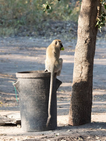 育肥猴子垃圾桶