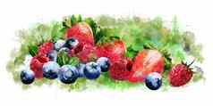 树莓蓝莓草莓白色背景水彩插图