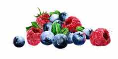 树莓小红莓蓝莓白色背景水彩插图