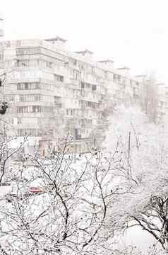 树厚层雪背景高层