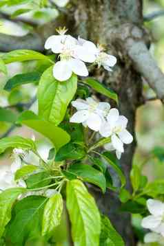 苹果树花种子部分植物组成生殖器官通常包围明亮彩色的花冠