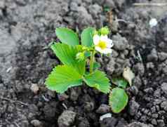 开花草莓种植新鲜的土地给水果一年美丽的白色花