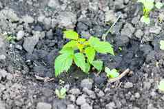 树莓幼苗种植新鲜的地面给水果一年