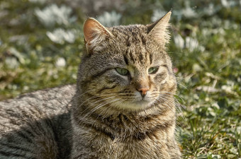 猫草坪上